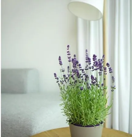 Osean By Bloss Luxe Met Frontaal Zeezicht, Binnenzwembad En Parking Appartement Middelkerke